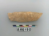 藏品(獸骨)的圖片